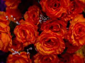 Orange Giant Open Rose Bush