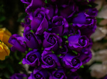 Load image into Gallery viewer, Dark Purple Closed Bud Rose Bush
