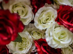 Red & White Giant Open Rose Bush