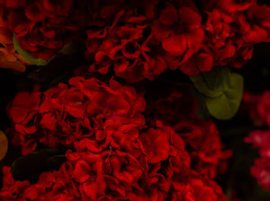 Red Geranium Bush