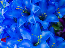 Load image into Gallery viewer, Blue Trumpet Lily Bush
