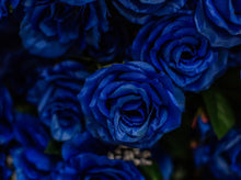 Load image into Gallery viewer, Blue Giant Open Rose Bush
