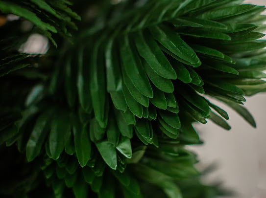 Palm Leaf Bundle