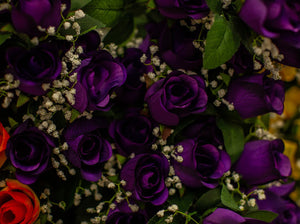 Purple Rose Bud Bush