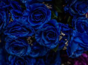 Blue Giant Open Rose Bush
