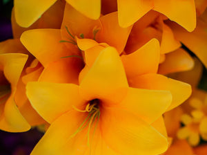 Yellow Trumpet Lily Bush