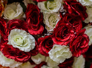Red & White Giant Open Rose Bush