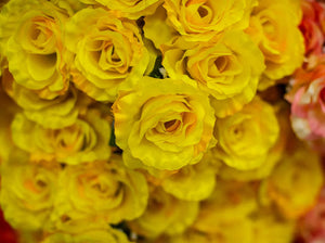 Yellow Giant Open Rose Bush
