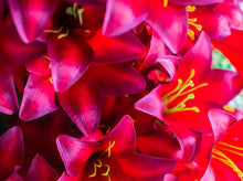 Load image into Gallery viewer, Burgundy Trumpet Lily Bush
