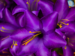 Purple Trumpet Lily Bush